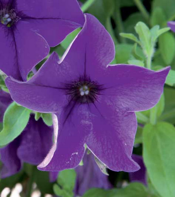 Петуния Сурфиния Блю